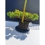 Żywe Drzewko Bonsai Jałowiec Rozesłany Procumbens 11-letni +GRATIS 507