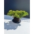 Żywe Drzewko Bonsai Jałowiec Rozesłany Procumbens 11-letni +GRATIS 507
