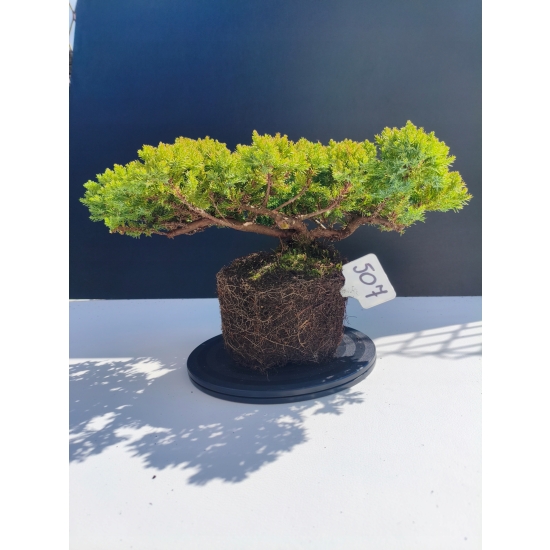 Żywe Drzewko Bonsai Jałowiec Rozesłany Procumbens 11-letni +GRATIS 507