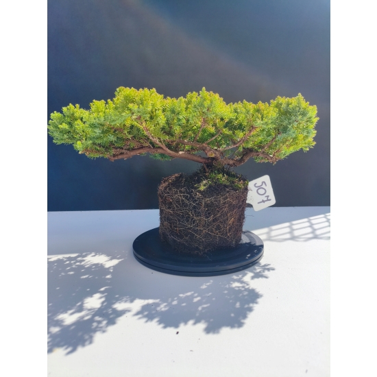 Żywe Drzewko Bonsai Jałowiec Rozesłany Procumbens 11-letni +GRATIS 507