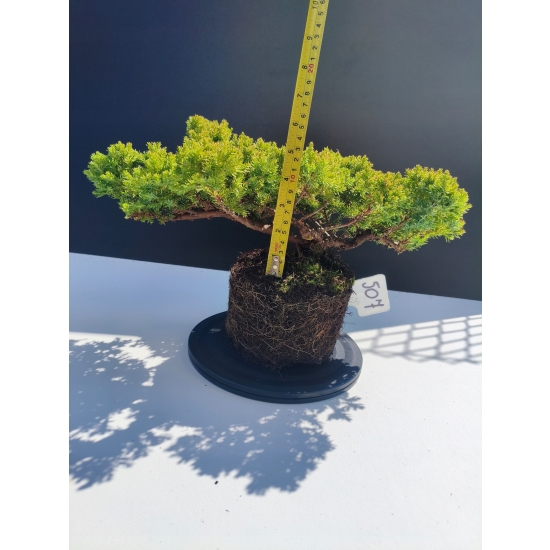 Żywe Drzewko Bonsai Jałowiec Rozesłany Procumbens 11-letni +GRATIS 507