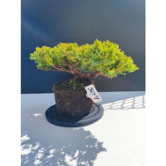 Żywe Drzewko Bonsai Jałowiec Rozesłany Procumbens 11-letni +GRATIS 507