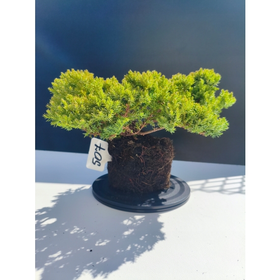 Żywe Drzewko Bonsai Jałowiec Rozesłany Procumbens 11-letni +GRATIS 507