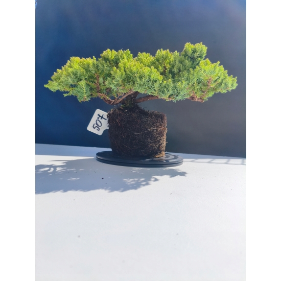 Żywe Drzewko Bonsai Jałowiec Rozesłany Procumbens 11-letni +GRATIS 507