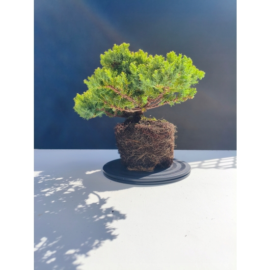 Żywe Drzewko Bonsai Jałowiec Rozesłany Procumbens 11-letni +GRATIS 507