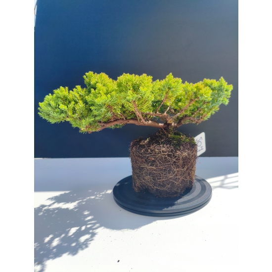 Żywe Drzewko Bonsai Jałowiec Rozesłany Procumbens 11-letni +GRATIS 507
