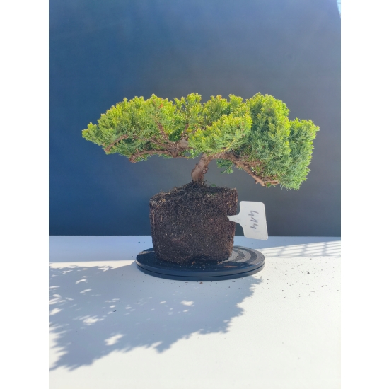 Żywe Drzewko Bonsai Jałowiec Rozesłany Procumbens 11-letni +GRATIS 414