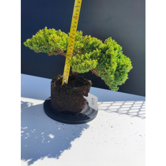 Żywe Drzewko Bonsai Jałowiec Rozesłany Procumbens 11-letni +GRATIS 414