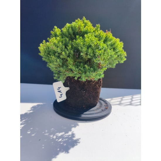 Żywe Drzewko Bonsai Jałowiec Rozesłany Procumbens 11-letni +GRATIS 414