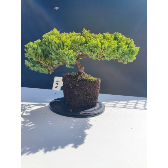 Żywe Drzewko Bonsai Jałowiec Rozesłany Procumbens 11-letni +GRATIS 414