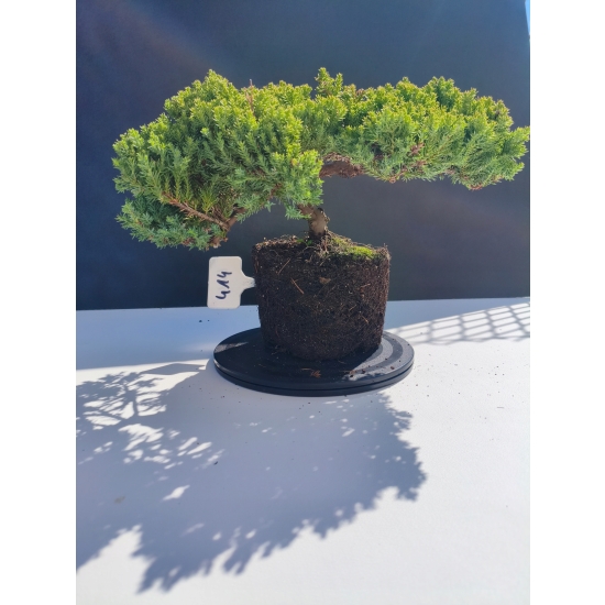 Żywe Drzewko Bonsai Jałowiec Rozesłany Procumbens 11-letni +GRATIS 414