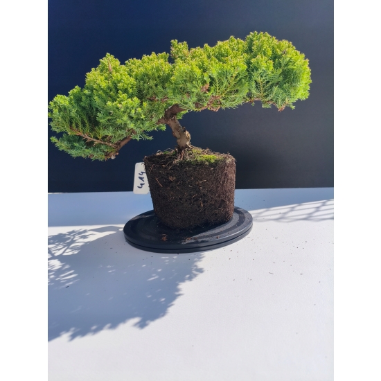 Żywe Drzewko Bonsai Jałowiec Rozesłany Procumbens 11-letni +GRATIS 414