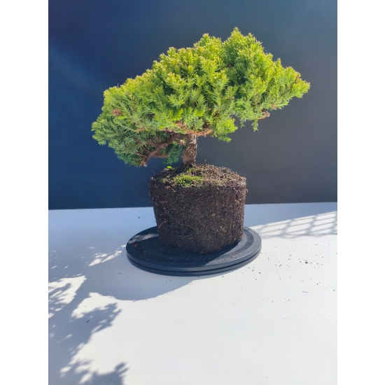 Żywe Drzewko Bonsai Jałowiec Rozesłany Procumbens 11-letni +GRATIS 414