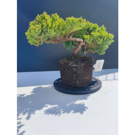 Żywe Drzewko Bonsai Jałowiec Rozesłany Procumbens 11-letni +GRATIS 414