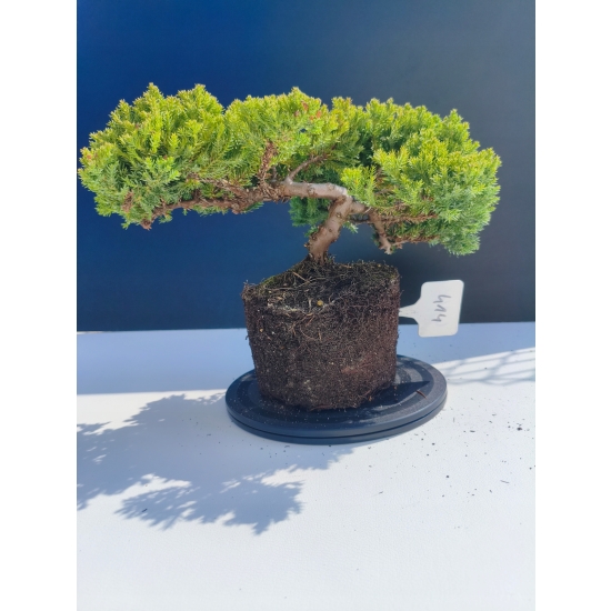 Żywe Drzewko Bonsai Jałowiec Rozesłany Procumbens 11-letni +GRATIS 414