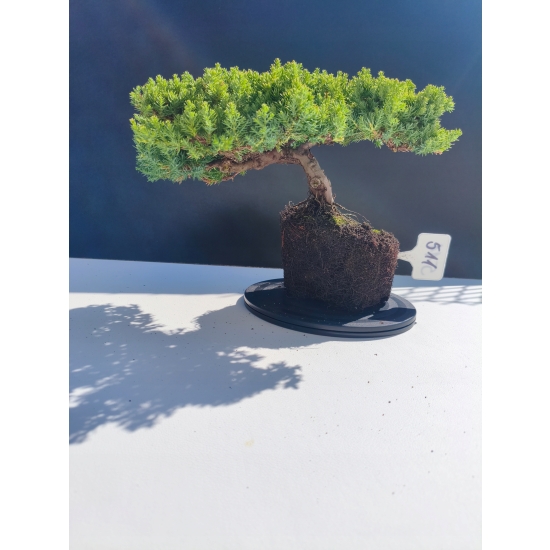 Żywe Drzewko Bonsai Jałowiec Rozesłany Procumbens 11-letni +GRATIS 511