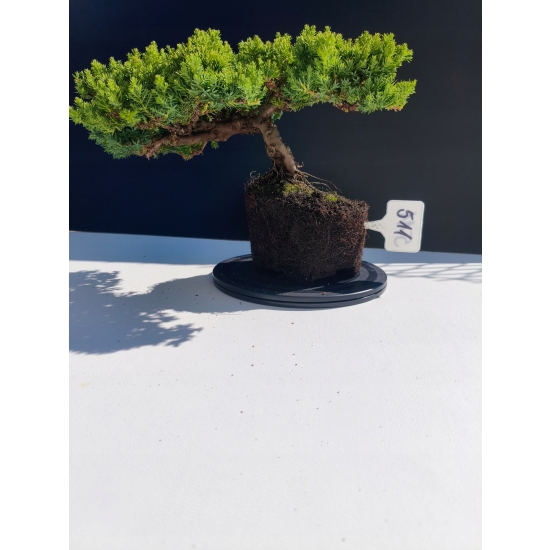 Żywe Drzewko Bonsai Jałowiec Rozesłany Procumbens 11-letni +GRATIS 511