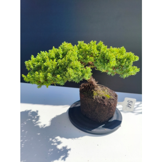 Żywe Drzewko Bonsai Jałowiec Rozesłany Procumbens 11-letni +GRATIS 511