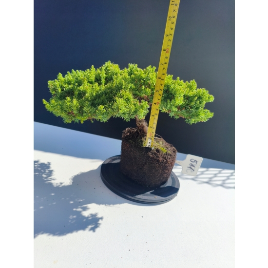 Żywe Drzewko Bonsai Jałowiec Rozesłany Procumbens 11-letni +GRATIS 511