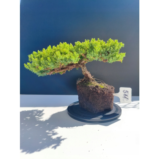 Żywe Drzewko Bonsai Jałowiec Rozesłany Procumbens 11-letni +GRATIS 511