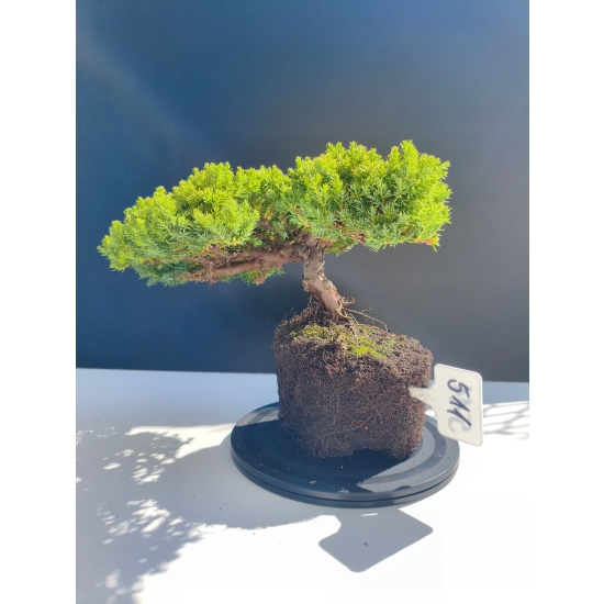 Żywe Drzewko Bonsai Jałowiec Rozesłany Procumbens 11-letni +GRATIS 511