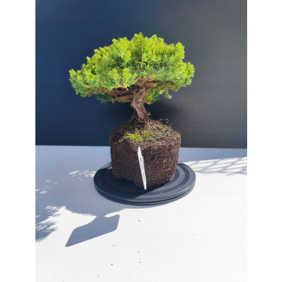 Żywe Drzewko Bonsai Jałowiec Rozesłany Procumbens 11-letni +GRATIS 511