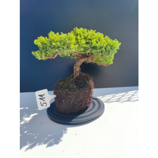 Żywe Drzewko Bonsai Jałowiec Rozesłany Procumbens 11-letni +GRATIS 511