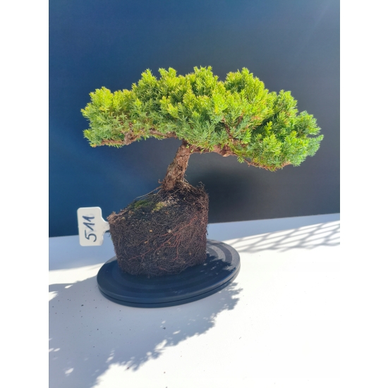 Żywe Drzewko Bonsai Jałowiec Rozesłany Procumbens 11-letni +GRATIS 511