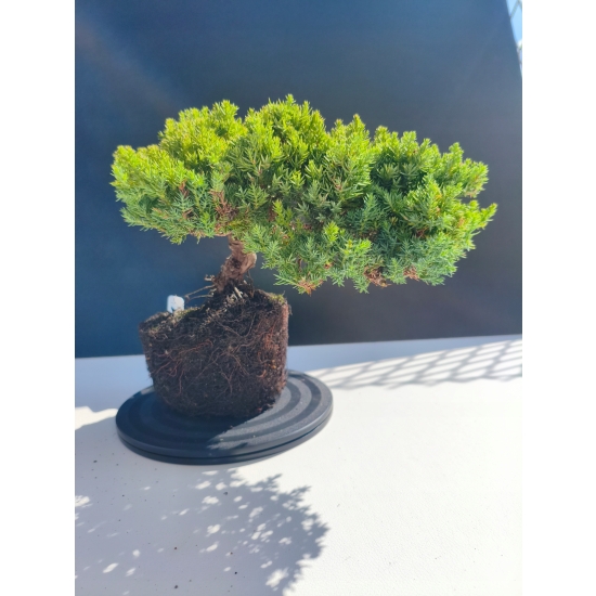 Żywe Drzewko Bonsai Jałowiec Rozesłany Procumbens 11-letni +GRATIS 511