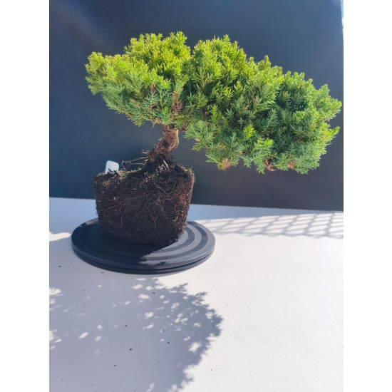 Żywe Drzewko Bonsai Jałowiec Rozesłany Procumbens 11-letni +GRATIS 511