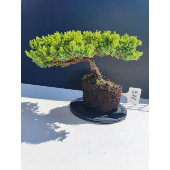 Żywe Drzewko Bonsai Jałowiec Rozesłany Procumbens 11-letni +GRATIS 511