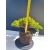Żywe Drzewko Bonsai Jałowiec Rozesłany Procumbens 11-letni +GRATIS 512