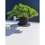 Żywe Drzewko Bonsai Jałowiec Rozesłany Procumbens 11-letni +GRATIS 512