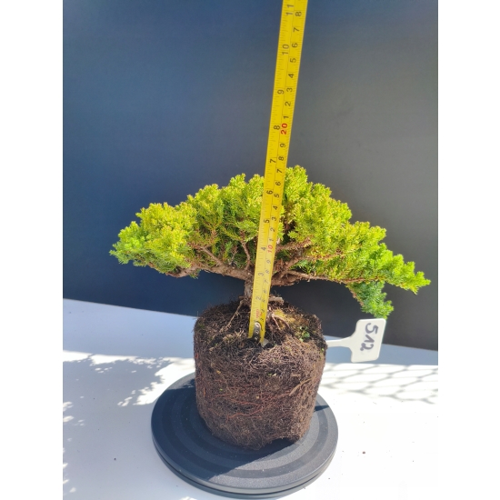Żywe Drzewko Bonsai Jałowiec Rozesłany Procumbens 11-letni +GRATIS 512