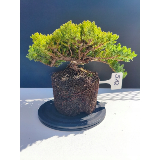 Żywe Drzewko Bonsai Jałowiec Rozesłany Procumbens 11-letni +GRATIS 512