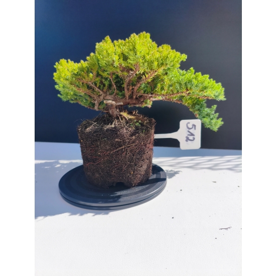 Żywe Drzewko Bonsai Jałowiec Rozesłany Procumbens 11-letni +GRATIS 512