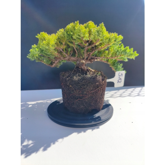 Żywe Drzewko Bonsai Jałowiec Rozesłany Procumbens 11-letni +GRATIS 512