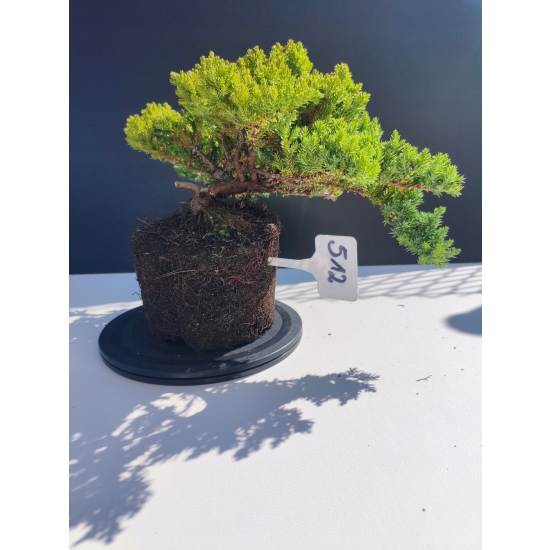 Żywe Drzewko Bonsai Jałowiec Rozesłany Procumbens 11-letni +GRATIS 512