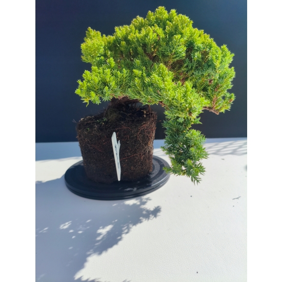 Żywe Drzewko Bonsai Jałowiec Rozesłany Procumbens 11-letni +GRATIS 512