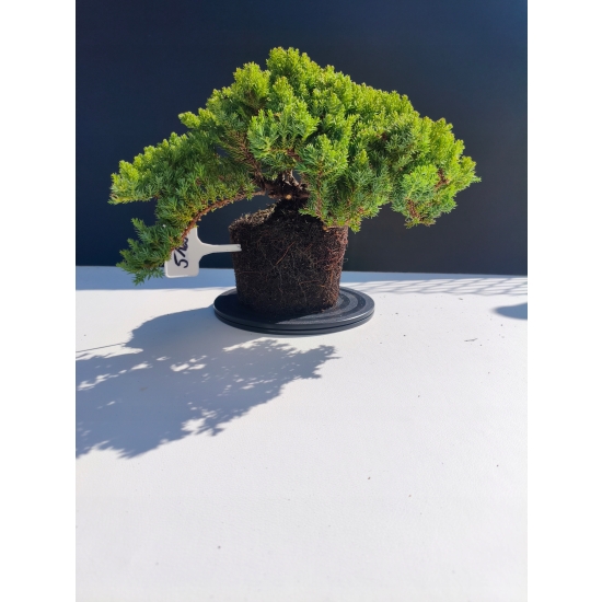 Żywe Drzewko Bonsai Jałowiec Rozesłany Procumbens 11-letni +GRATIS 512