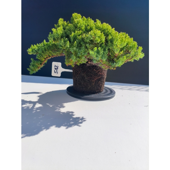 Żywe Drzewko Bonsai Jałowiec Rozesłany Procumbens 11-letni +GRATIS 512