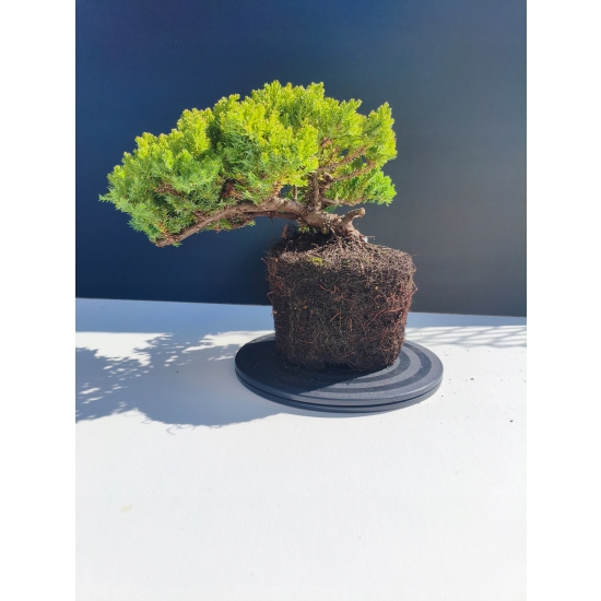 Żywe Drzewko Bonsai Jałowiec Rozesłany Procumbens 11-letni +GRATIS 512