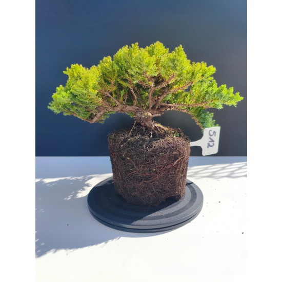 Żywe Drzewko Bonsai Jałowiec Rozesłany Procumbens 11-letni +GRATIS 512