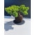 Żywe Drzewko Bonsai Jałowiec Rozesłany Procumbens 11-letni +GRATIS 513