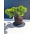 Żywe Drzewko Bonsai Jałowiec Rozesłany Procumbens 11-letni +GRATIS 513