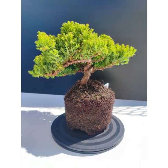 Żywe Drzewko Bonsai Jałowiec Rozesłany Procumbens 11-letni +GRATIS 513