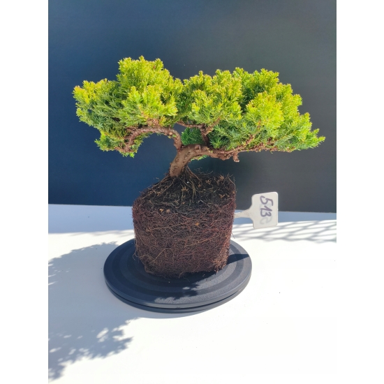 Żywe Drzewko Bonsai Jałowiec Rozesłany Procumbens 11-letni +GRATIS 513