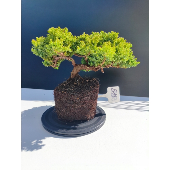 Żywe Drzewko Bonsai Jałowiec Rozesłany Procumbens 11-letni +GRATIS 513