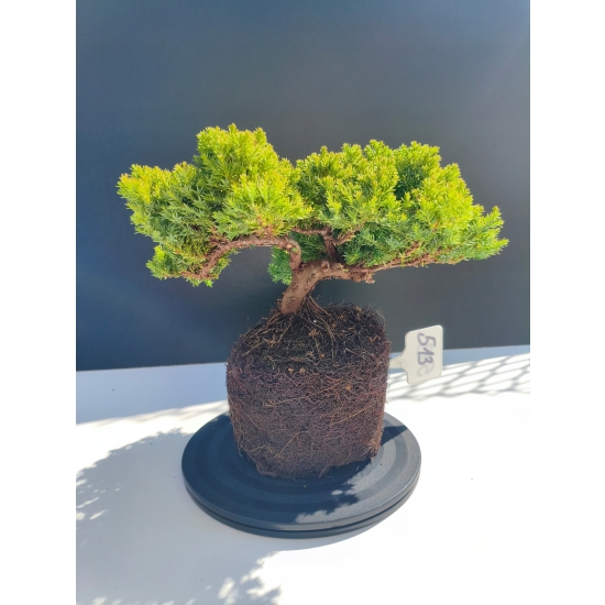 Żywe Drzewko Bonsai Jałowiec Rozesłany Procumbens 11-letni +GRATIS 513