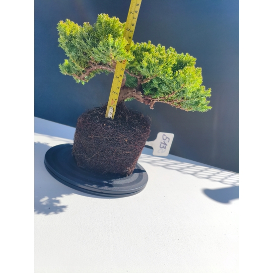 Żywe Drzewko Bonsai Jałowiec Rozesłany Procumbens 11-letni +GRATIS 513